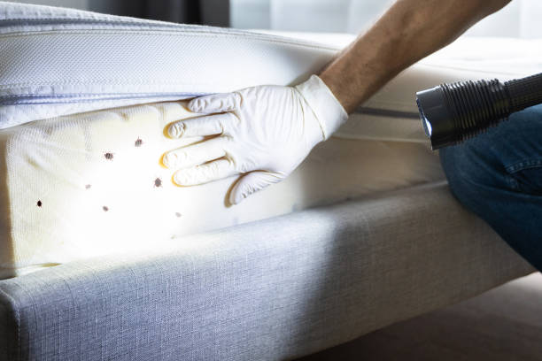 Best Wasp Removal Services  in Lakeview Estates, GA